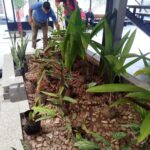 “NATURALEZA EN LA JUSTICIA”: EL JUZGADO AMBIENTAL GENERA ESPACIOS VERDES EN EL PODER JUDICIAL